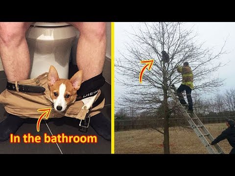 These Dogs Think They Are Cats 😂 Video