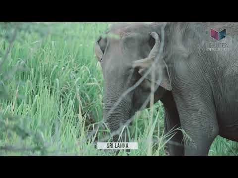 SRI LANKA | Pluton Travel & Tours | 𝓨𝓸𝓾 𝓓𝓻𝓮𝓪𝓶 𝓦𝓮 𝓒𝓻𝓮𝓪𝓽𝓮