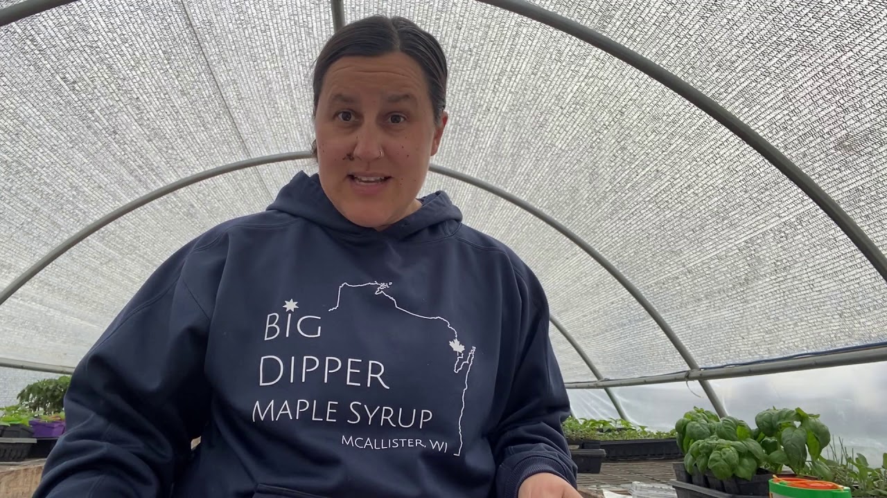 Insect Study (Worksheet in Description)