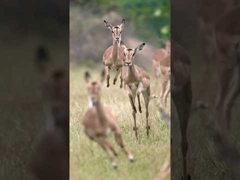deer fast running #birds #owlsounds #animalsounds #animals