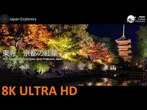 東寺　京都の紅葉　To-ji, Autumn Leaves of Kyoto [8K]