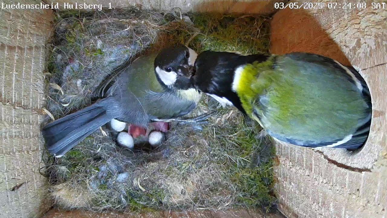 Die Küken schlüpfen! | Hulsberg 1 und Wohnanlage | 03.05.2025