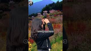 Nanpa Básico - Flaca LIRYCS