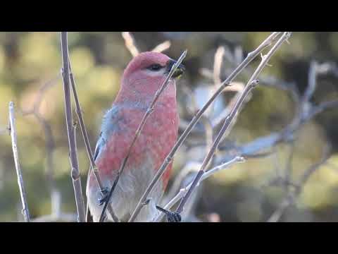 Pine grosbeak feeding behavior
