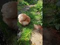 #foryou #chickens #funnychickens #funny #pets #song #trend #relatable #comedy #backyardchickens