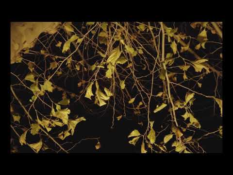 TrillBlack | Long Live B.B.Y Music video|| Shot by @Ninevswrld