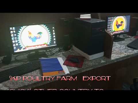 4 Month Guinea Fowl Breed