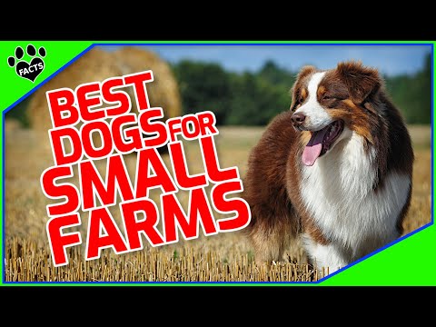 , title : 'Top 10 Best Dogs for Small Farms - Heroes of the Homestead'