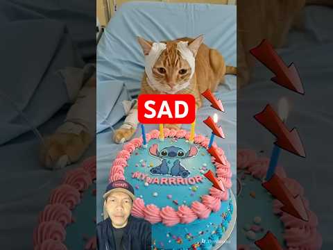 Sad‼️#animalintelligence #aicats #cats #brithday