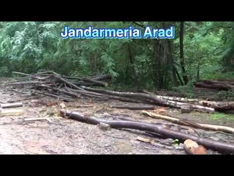 Au tăiat ilegal 250 de arbori. S-a întâmplat în satul Valea Mare, comuna Săvârșin