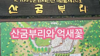 산굼부리의 억새풍경#####