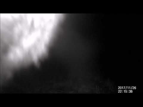 Wilk porywa foto pułapkę. Puszcza Augustowska