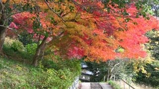 preview picture of video '京都・宇治 紅葉 宇治川沿いに Uji City in the foliage season(2010-11)'