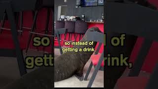 The Time When a Sea Lion Walked into a Bar! #shorts