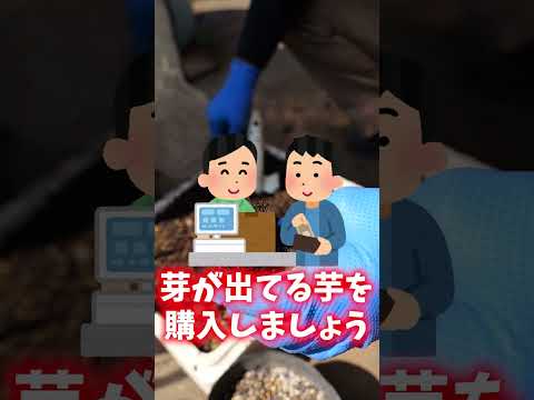 Colocasia esculentaについて詳しく解説