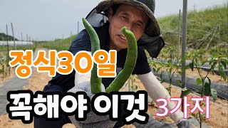 고추 다수확 하려면 정식30일 이것 3가지 꼭해야