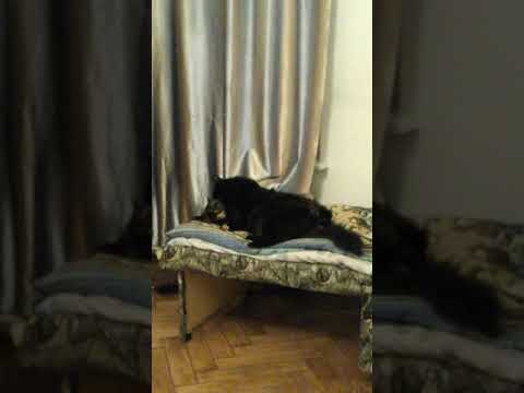 Котик Афоня намывает кошечку Масю.