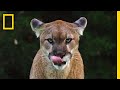 See Why The Mysterious Mountain Lion Is The Bigfoot Of Big Cats Short Film Showcase