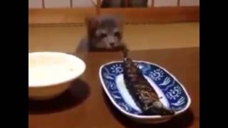 Cat tries to steal his human's food
