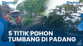 Pohon Tumbang Terjadi di 5 Titik Kota Padang, 1 Rumah Warga di Padang Rusak akibat Tertimpa