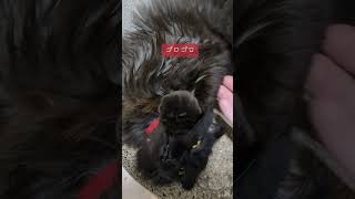 ゴロゴロなのだ！ヾ(*´∀｀*)ﾉ #猫 #ネコ #KAT #動物 #いやしねこ #可愛い #黒猫 #ペット #飼い猫