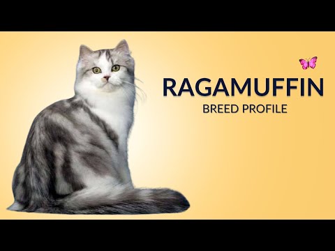Ragamuffin Cat Breed Profile History - Price - Traits - Grooming Needs - Lifespan