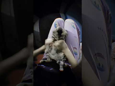 Tunak Tunak tun tara ra 😉#short #cat #catlover