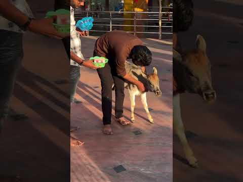 Vishwa Gau raksha trust 