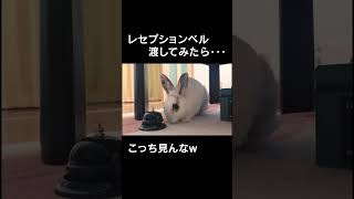 うさぎにベル渡したら本当にそんな反応するんだｗ #shorts #うさぎ #ウサギ