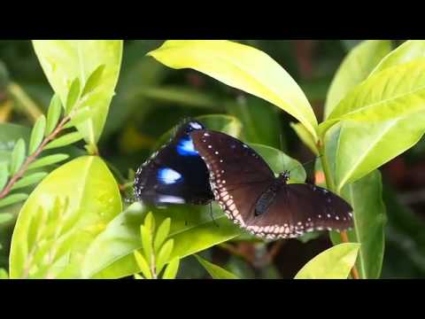 リュウキュウムラサキの飛翔と求愛