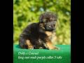 German Shepherd dogs for sale: German Shepherd blue collar - Video 1