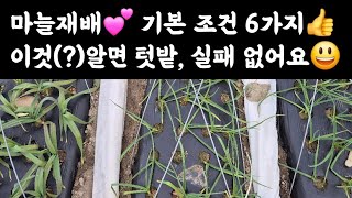 마늘재배