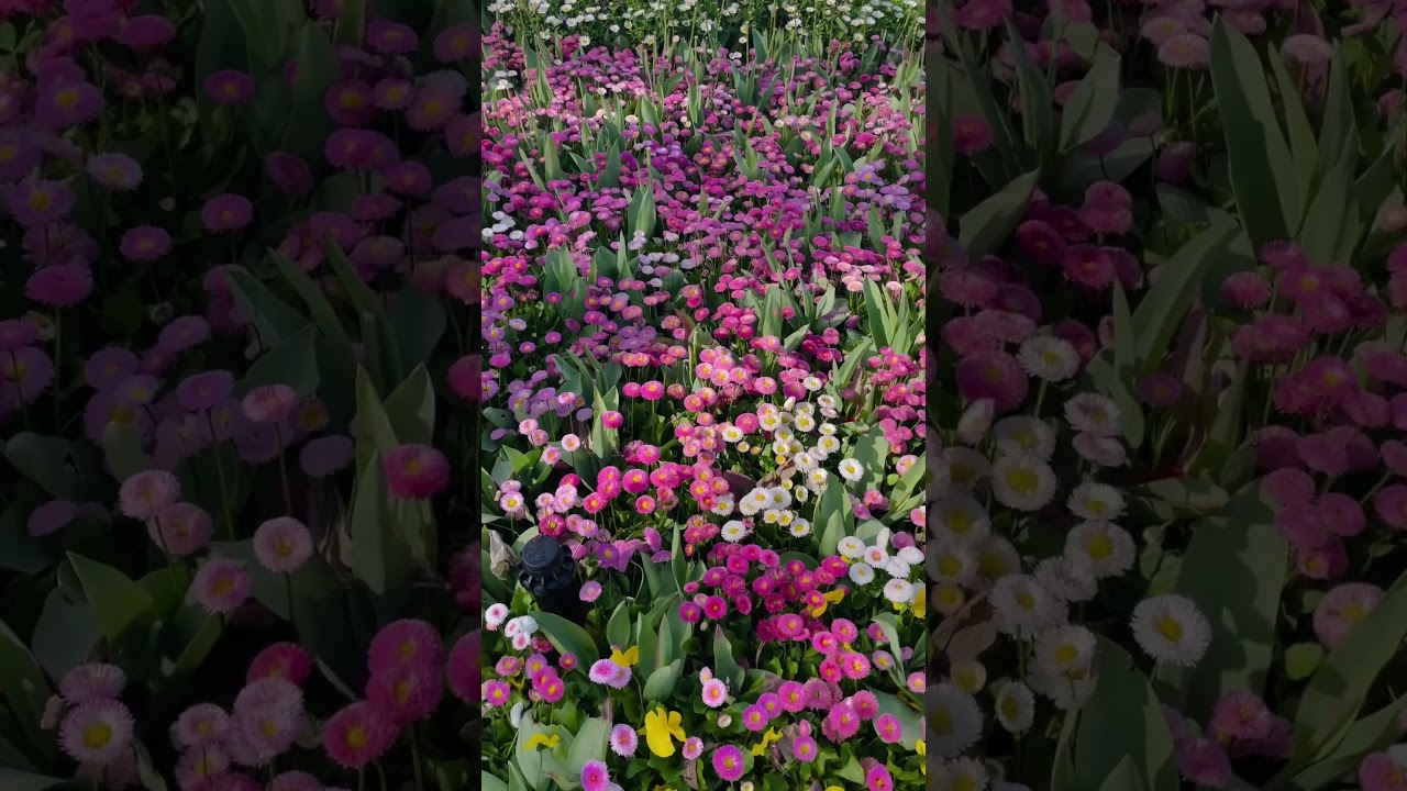 YouTube Short thumbnail