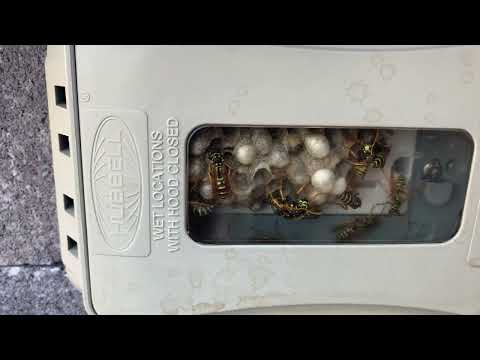 Yellow Jackets Nesting in an Outdoor Outlet in Plainsboro, NJ