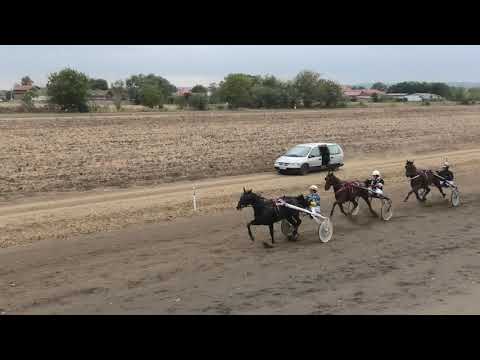 Trka "Anders Lindqvist" 06.10.2019 Estrella de Launi - Vladimir Pribić