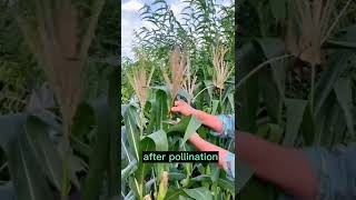 Download lagu Corn Farming Techniques #satisfying #short mp3