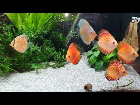 Diskusfische im Aquarium. Was braucht man? Infos über diskusfische