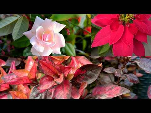 Beautiful Flowers - Part 3 #Different types of flowers #flowers #beautifulnature #Dipanjali Das