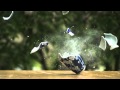 China Vase Breaking In Slow Motion
