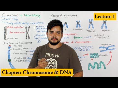 Chromosome Structure, Shape, composition and organization | Lecture 1