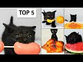 Top 5 Kitten ASMR Eating Compilation