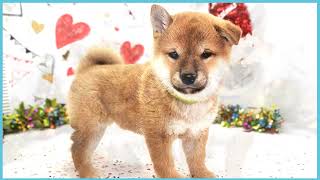 ペットショップCOO&RIKU No00703808(柴犬)