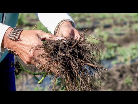 Péniszgyakorlatok a növekedéshez, Hogyan maszturbálni pénisznövelő ingyenes video