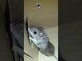 I Caught Remy Tevideos Ratatouille Remy Mousetrap Babymouse
