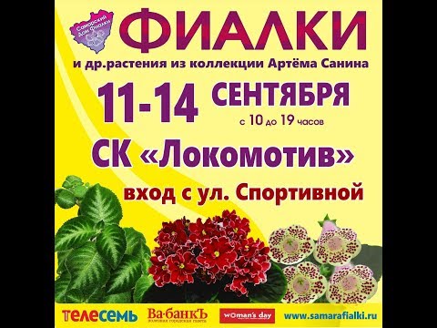 ВЫСТАВКА ФИАЛОК 11-14 сентября,Самарский Дом фиалки.