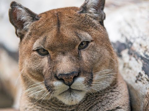 Die Zeit der Großen Katzen - Die Hoffnung