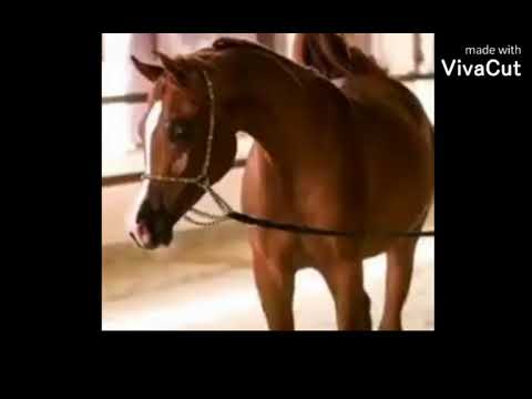 الفحل طويق ER