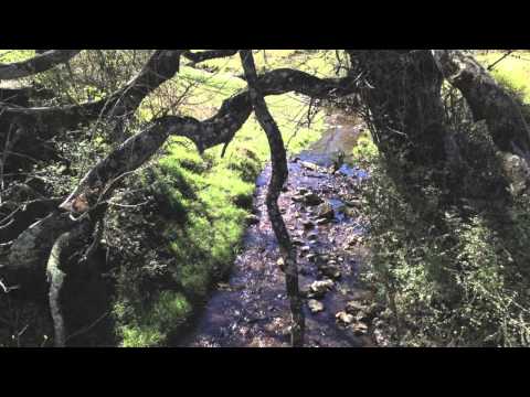 BaNdula - Bosque de Agua