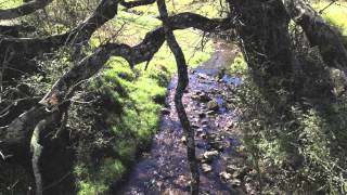 BaNdula - Bosque de Agua