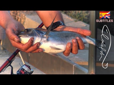 Pesca alle ORATE con la conchiglia e il paguro.